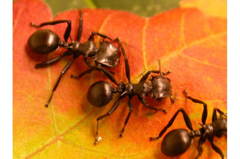 How plants evolved to make ants their servants