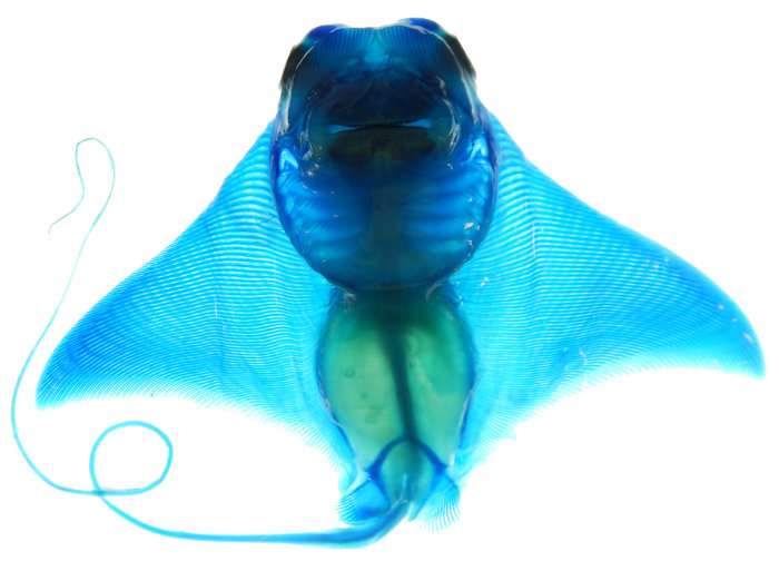 How the devil ray got its horns