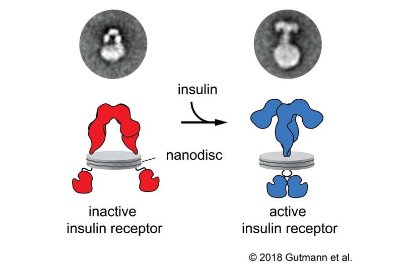 How the insulin receptor works