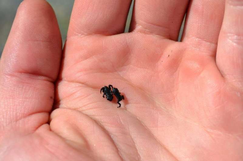 How tiny toads seize the day—and the weather conditions—for breeding
