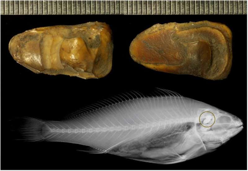 How we're using fish ear bones as 'time capsules' of past river health