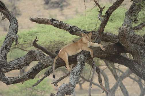 Human and lion conflict in the Serengeti