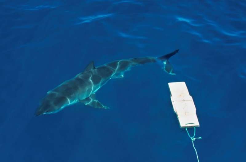 Hunting a ‘great’ shark deterrent
