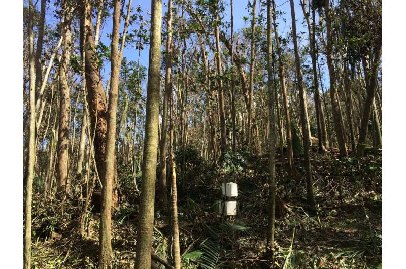 Hurricanes may lead to resilience—good news follows bad for Puerto Rico's tropical forests