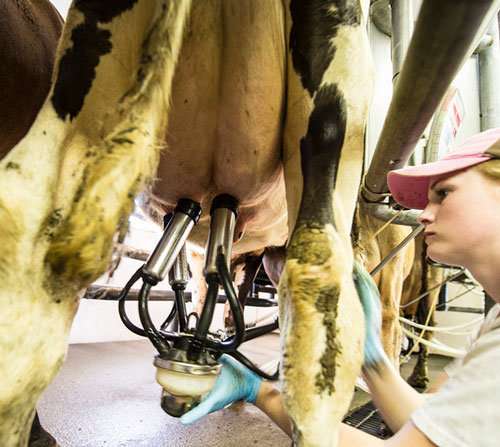 Idle, uncleaned milk trucks don't compromise the quality of raw milk, study shows