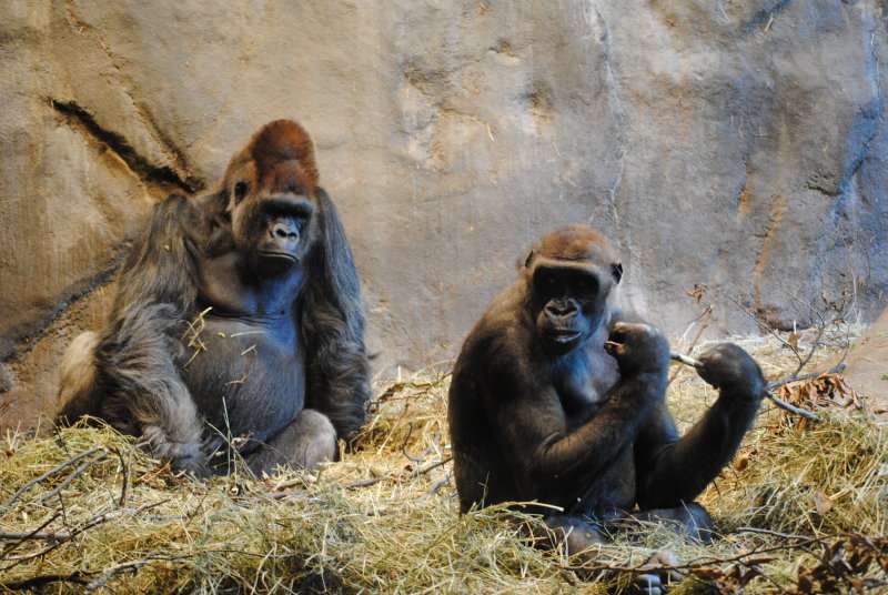 Improved ape genome assemblies provide new insights into human evolution