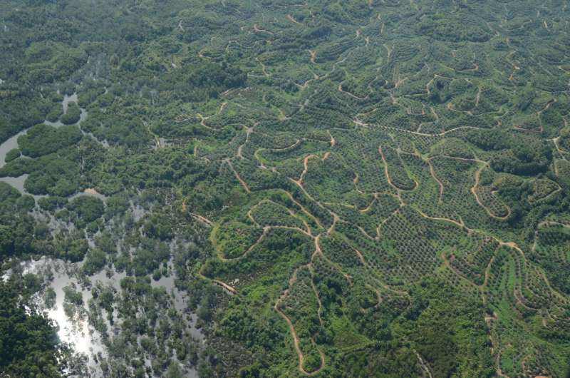 In 16 years, Borneo lost more than 100,000 orangutans