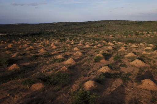 In Brazil backlands, termites built millions of dirt mounds