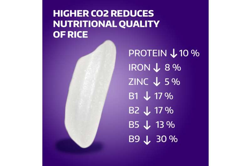 Increasing CO2 levels reduce rice's nutritional value