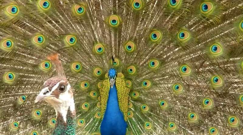 Indian peafowls' crests are tuned to frequencies also used in social displays