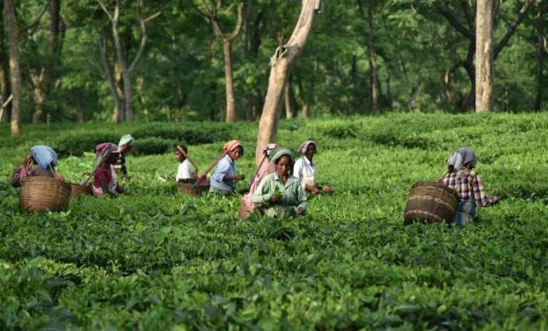 Indian tea farmers, many of them women, are scraping a living, Oxfam says