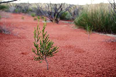 Indigenous fire practice protecting the Gibson Desert's biodiversity