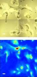 Infrared beams show cell types in a different light