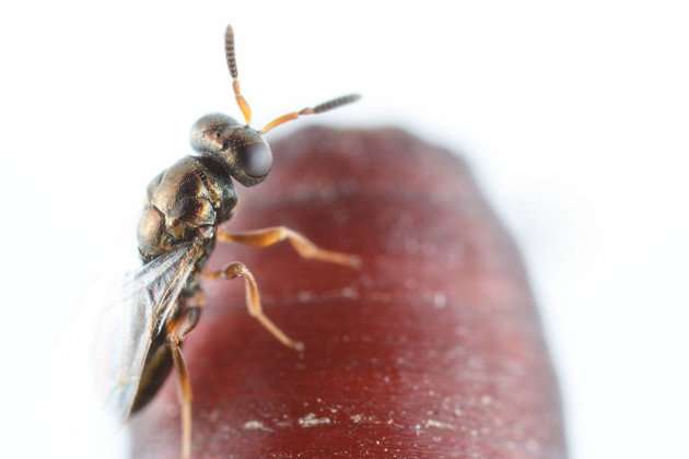 Insect gene allows reproductive organs to cope with harmful bacteria