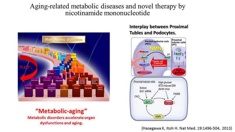 Insights into the molecular mechanisms leading to kidney dysfunction in diabetic patients