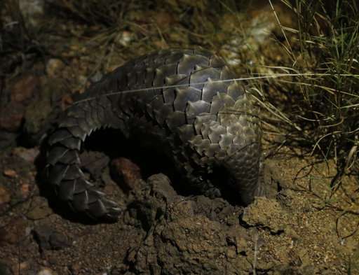 In South Africa, plans for a refuge for pangolins in peril
