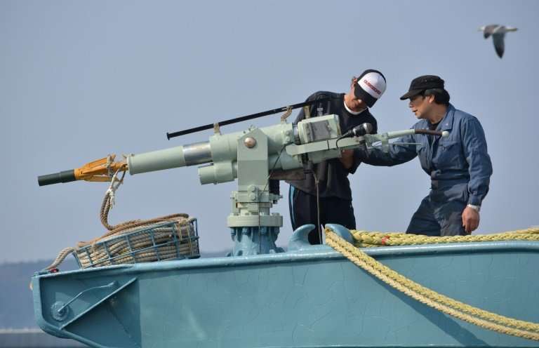 In this file photo taken on April 25, 2014 crew members of a whaling ship check a whaling gun or harpoon before departure at Ayu