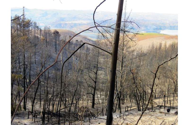 Invasive pines fueled 2017 fires in Knysna, South Africa