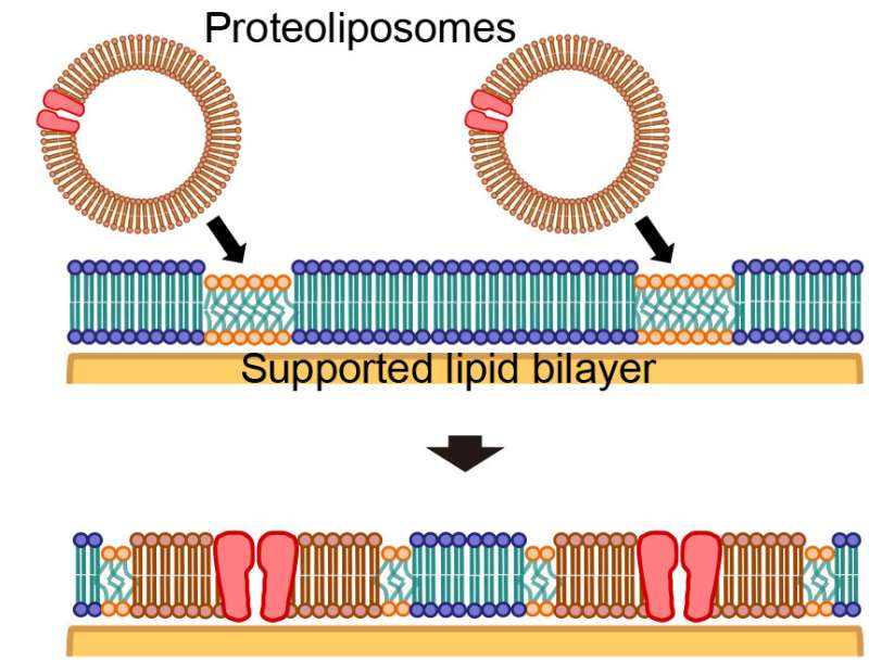 'Islands' of cell membrane components