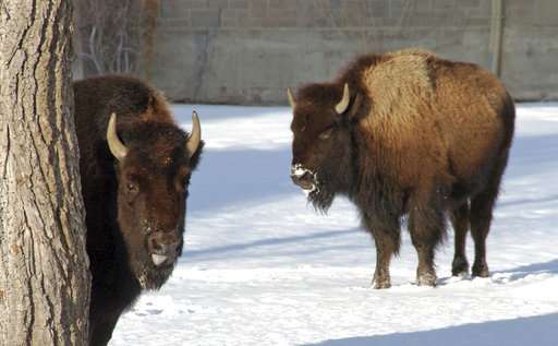 Judge: US must reconsider Yellowstone bison protections