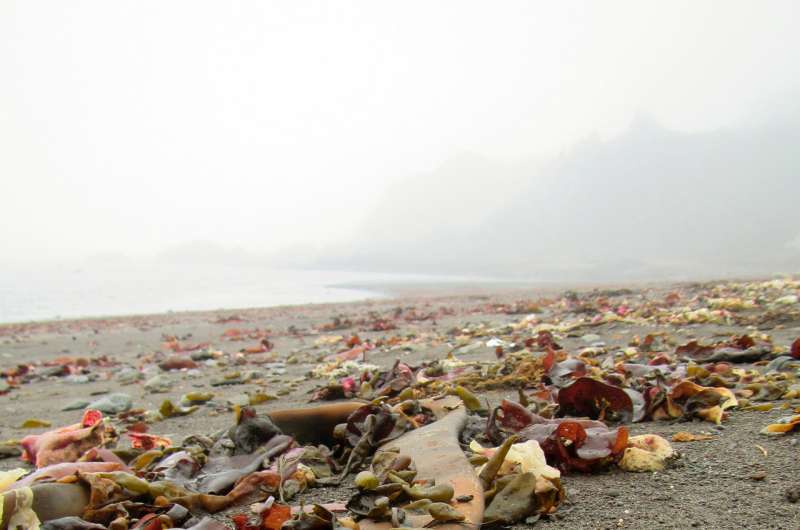 Kelp's record journey exposes Antarctic ecosystems to change