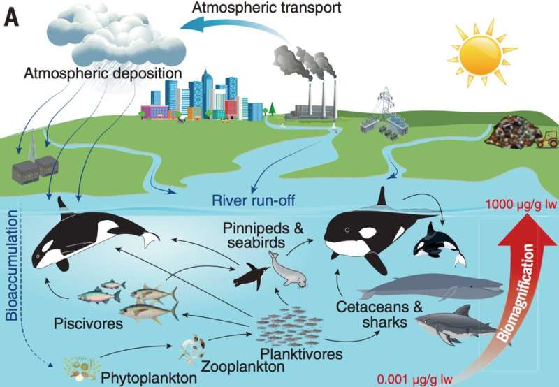Killer whales: why more than half world's orcas are threatened by leftover industrial chemicals
