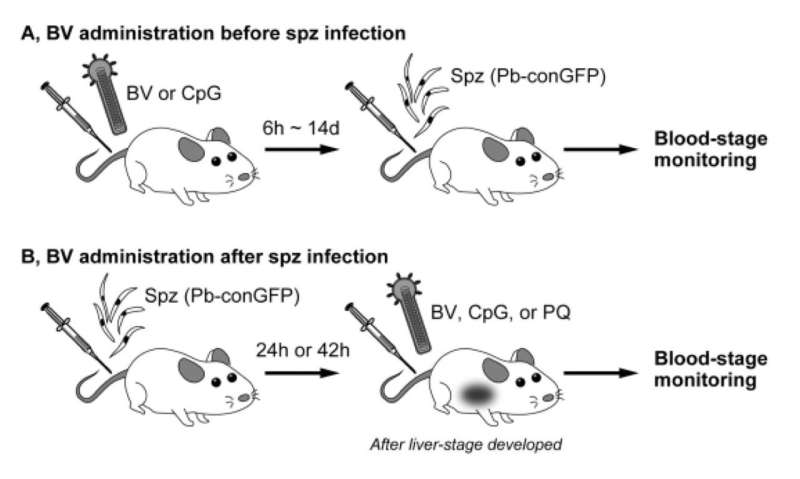 Killing the liver-stage malaria parasite with baculovirus: a drug discovery approach