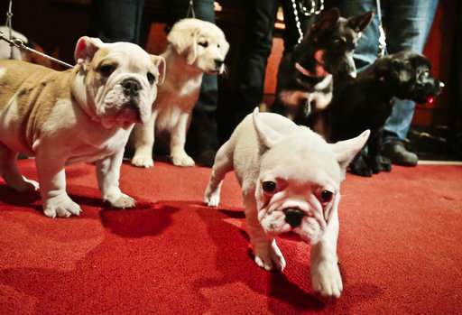 Labs still lead but French bulldogs leap in popularity in US