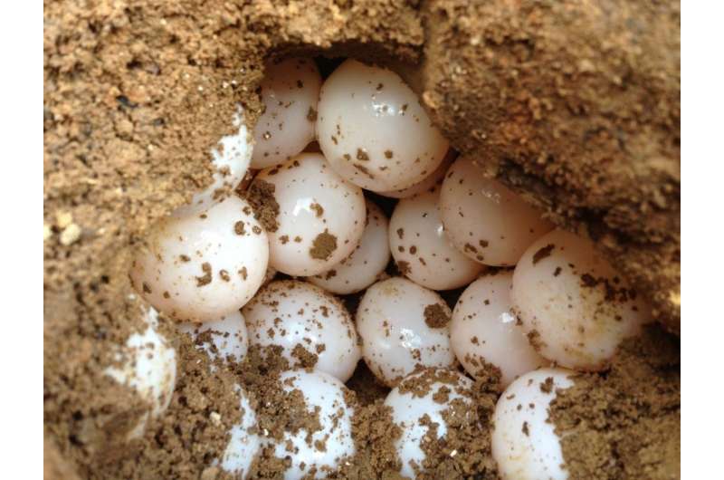 snapping turtle eggs