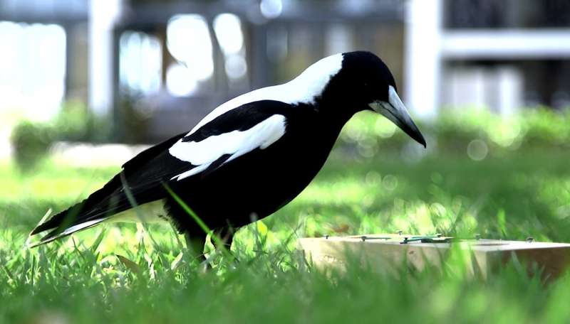 Large-group living boosts magpie intelligence