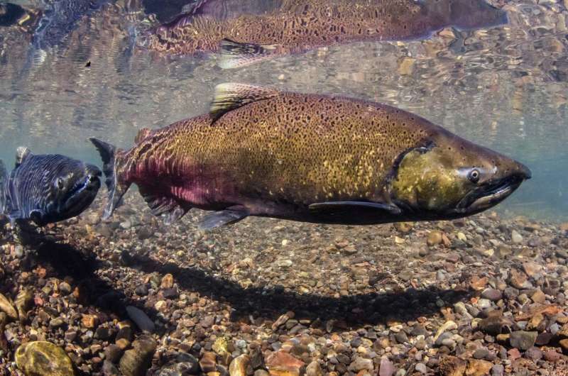 Largest Chinook salmon disappearing from West Coast