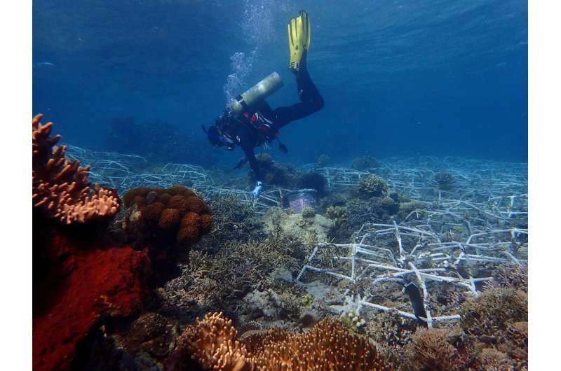Large stretches of coral reefs can be rehabilitated