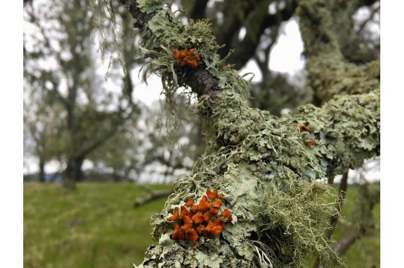 Lichen is losing to wildfire, years after flames are gone