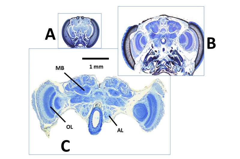 Little wasp bodies means little wasp brain regions, study shows