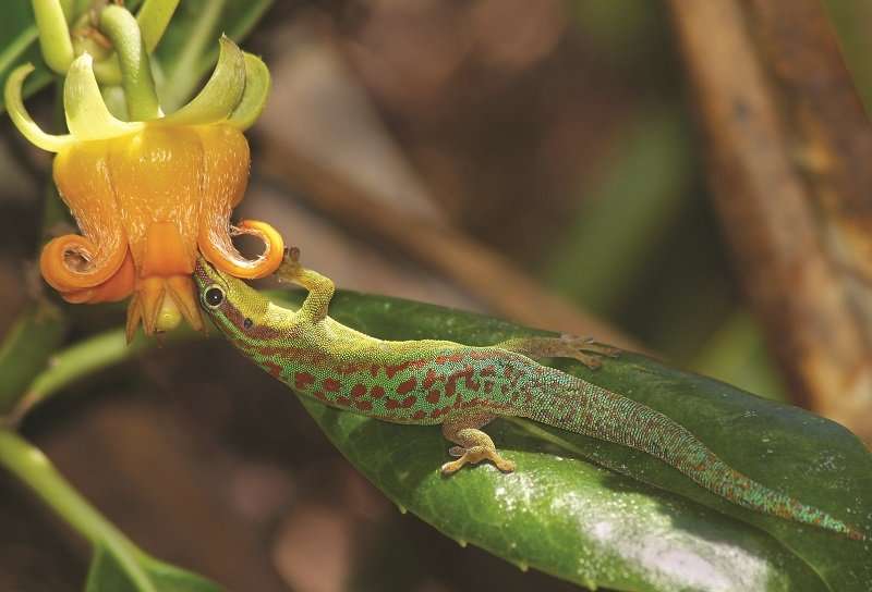 Lizards, mice, bats and other vertebrates are important pollinators too