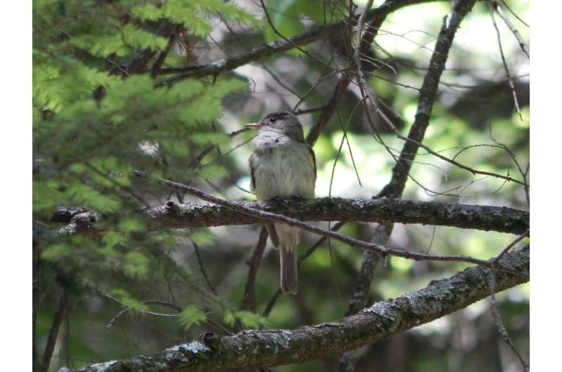 Long-term study reveals one invasive insect can change a forest bird community