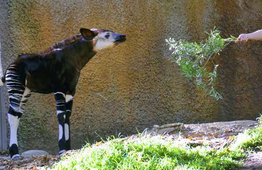 Los Angeles Zoo puts baby okapi on display
