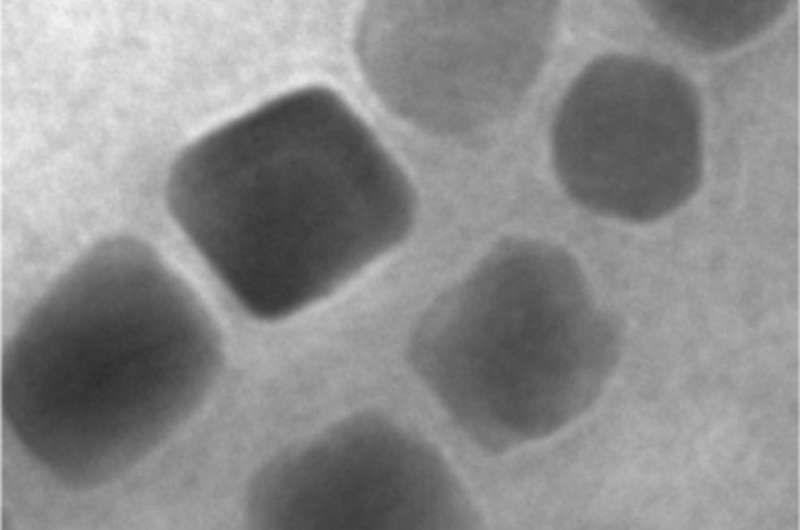 Magnetic bacteria and their unique superpower attract researchers