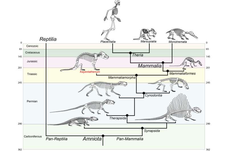 Mammal forerunner that reproduced like a reptile sheds light on brain evolution