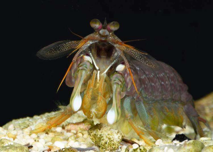 Mantis shrimp size each other up before giving up a fight