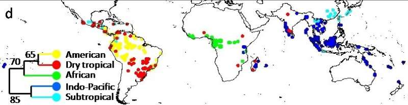 Mapping the first family tree for tropical forests
