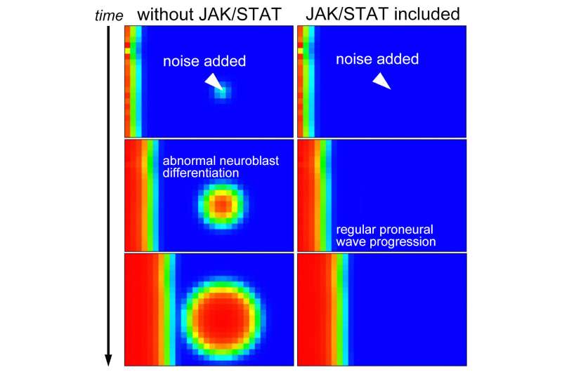 Mechanism of biological noise cancellation revealed