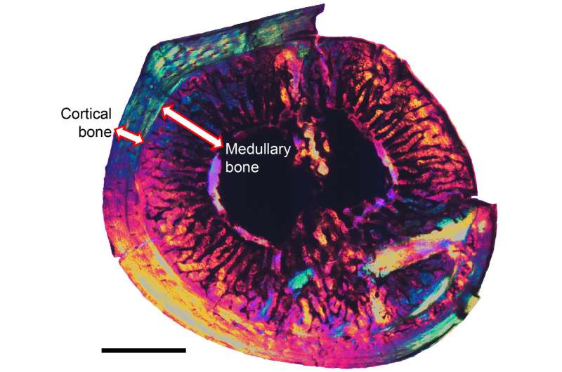 Medullary bone found in Cretaceous birds