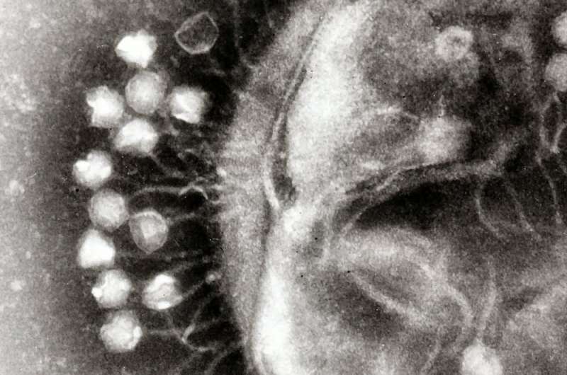 Meet the trillions of viruses that make up your virome