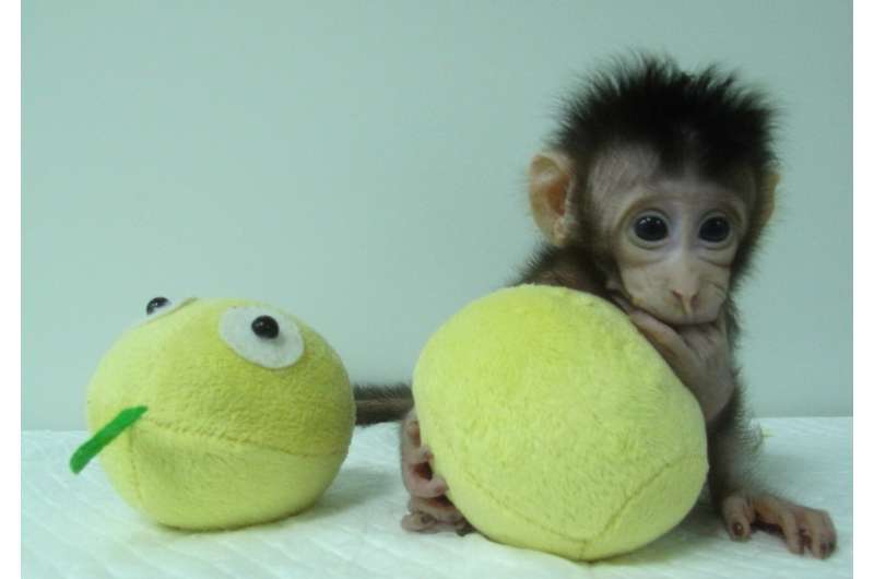 Meet Zhong Zhong and Hua Hua, the first monkey clones produced by method that made Dolly