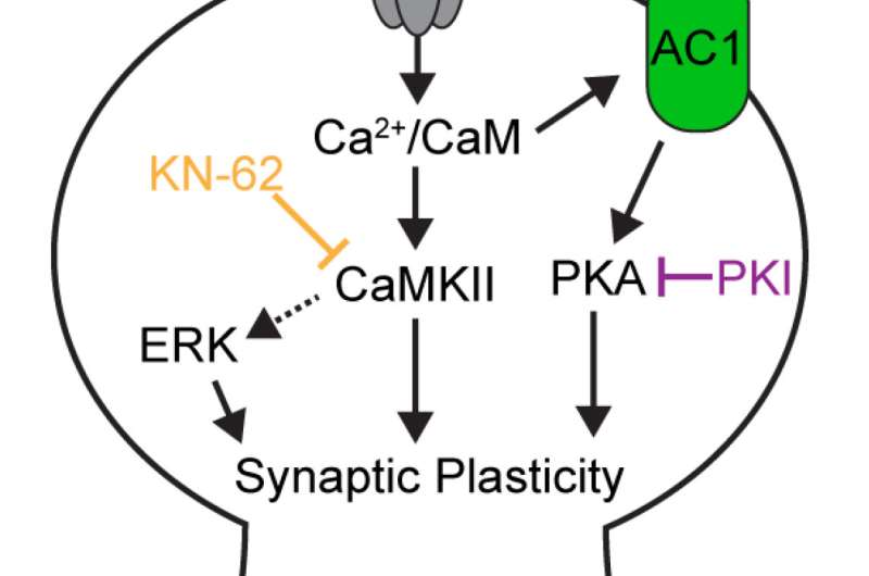Memory molecule limits plasticity by calibrating calcium