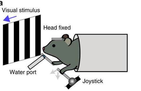 Mice, motor learning, and making decisions