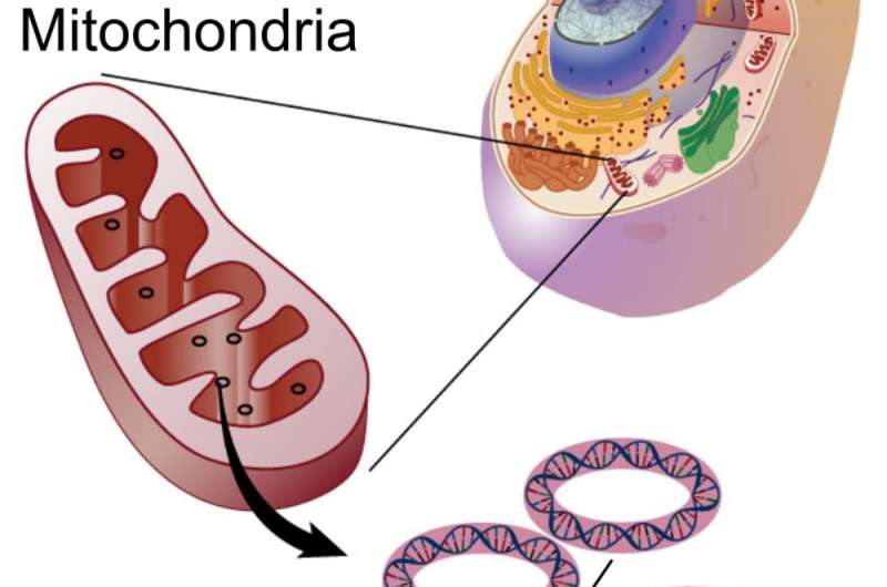 Mitochondria mutation mystery solved: Random sorting helps get rid of duds