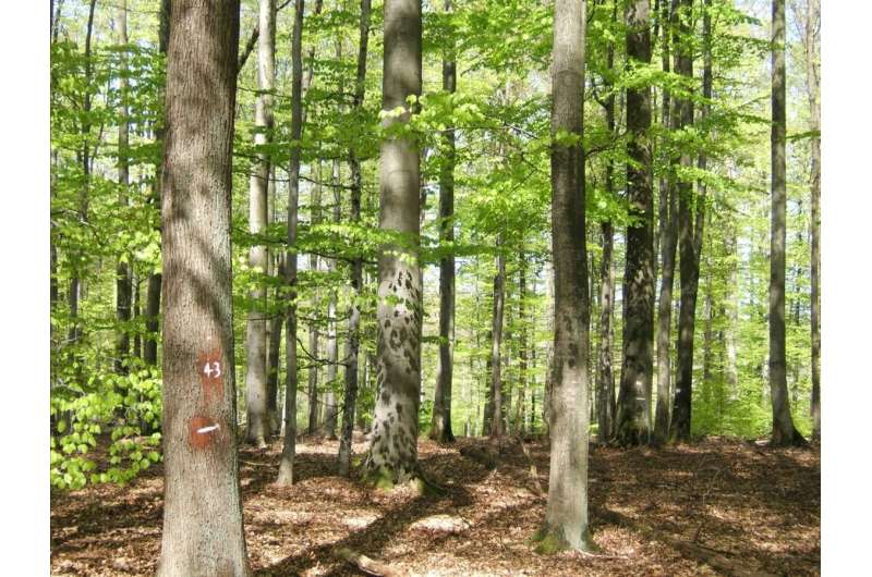 Mixed forests: Ecologically and economically superior