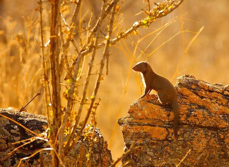 Mongooses remember and reward helpful friends